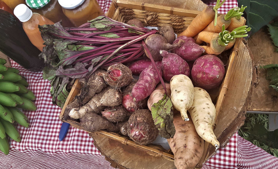 Intercâmbio de saberes ancestrais da população negra: jardim do MUPA recebe Feira de Sementes Quilombolas