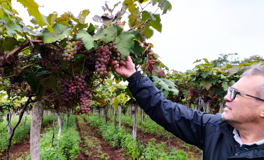 Produtores do Sudoeste debatem tecnologias para impulsionar a produção de uvas