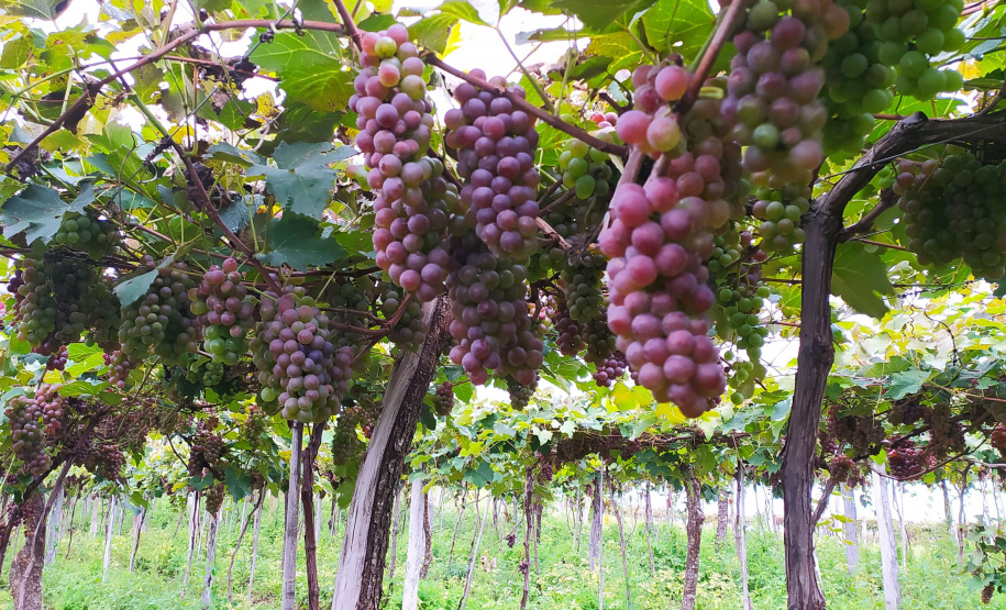 Produtores do Sudoeste debatem tecnologias para impulsionar a produção de uvas