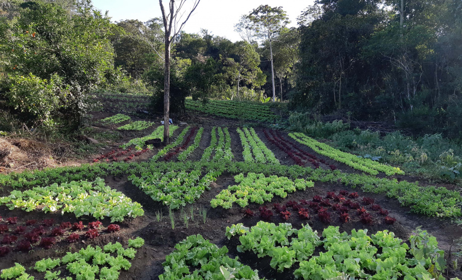 Intercâmbio de saberes ancestrais da população negra: jardim do MUPA recebe Feira de Sementes Quilombolas