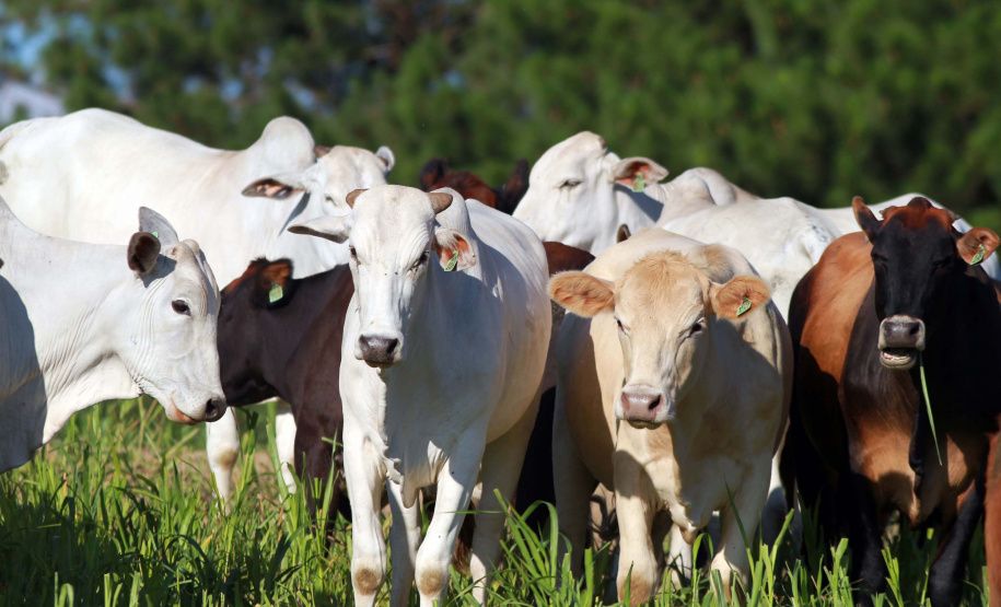 PARANÁ  UM ANO DE SELO INTERNACIONAL DE ÁREA LIVRE DE FEBRE AFTOSA SEM VACINAÇÃO
