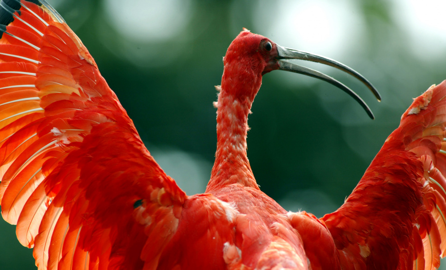 Paraná lança cartilhas de educação ambiental sobre fauna e turismo ecológico