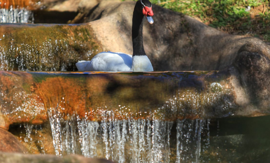 Criadouro Onça Pintada é reconhecido como Amigo da Fauna pelo Estado