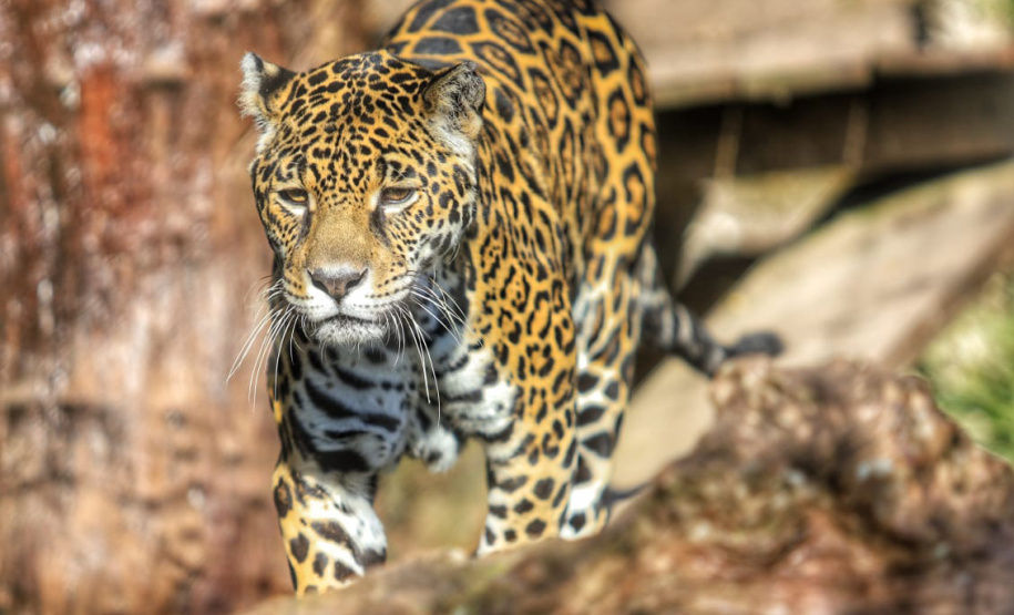 Criadouro Onça Pintada é reconhecido como Amigo da Fauna pelo Estado