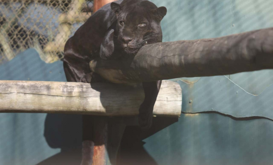 Criadouro Onça Pintada é reconhecido como Amigo da Fauna pelo Estado