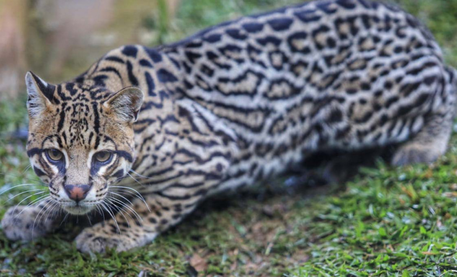 Criadouro Onça Pintada é reconhecido como Amigo da Fauna pelo Estado