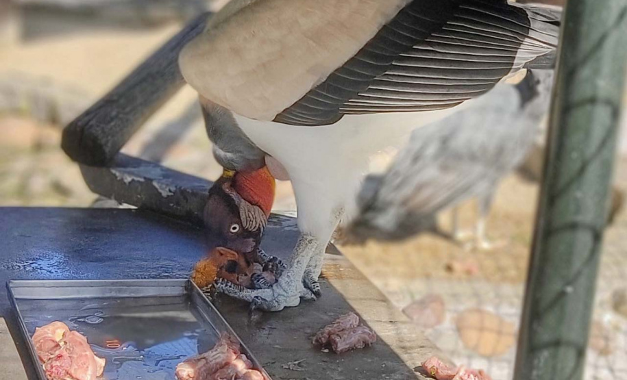 Criadouro Onça Pintada é reconhecido como Amigo da Fauna pelo Estado