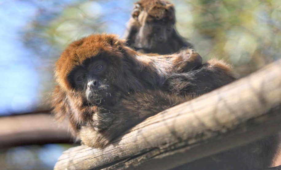 Criadouro Onça Pintada é reconhecido como Amigo da Fauna pelo Estado