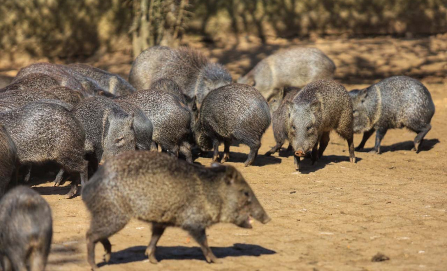 Criadouro Onça Pintada é reconhecido como Amigo da Fauna pelo Estado