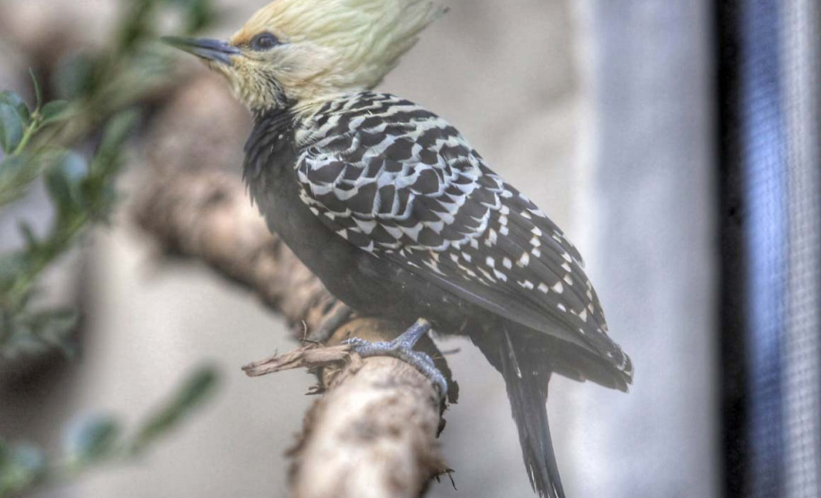 Criadouro Onça Pintada é reconhecido como Amigo da Fauna pelo Estado