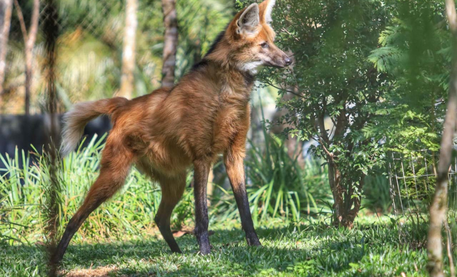 Criadouro Onça Pintada é reconhecido como Amigo da Fauna pelo Estado