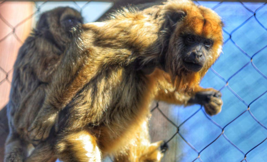 Criadouro Onça Pintada é reconhecido como Amigo da Fauna pelo Estado