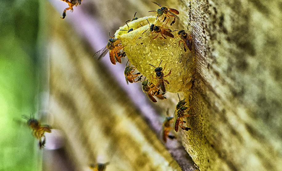 No Dia Mundial das Abelhas, Governo destaca importância da preservação das espécies nativas