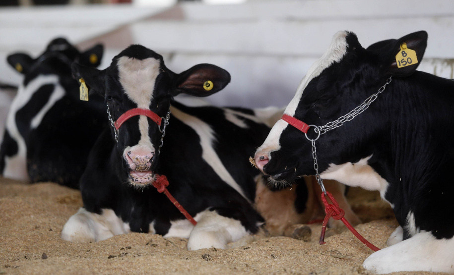 Abertura da Expoingá