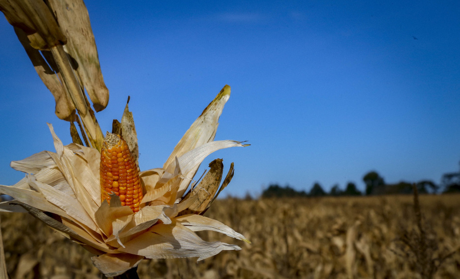 Adapar e Ministério da Agricultura monitoram praga que provoca perdas do milho no Paraná
