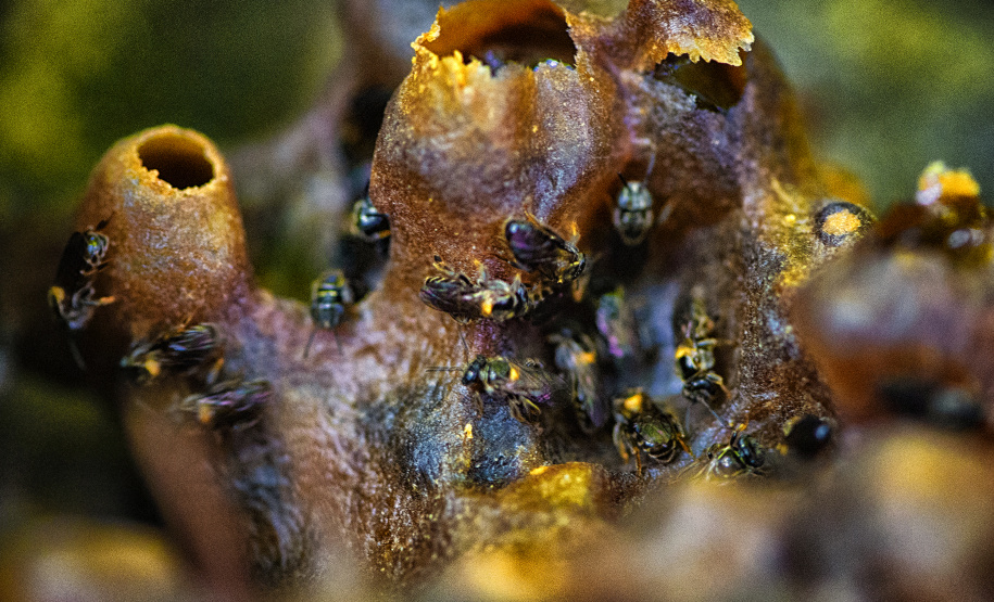 No Dia Mundial das Abelhas, Governo destaca importância da preservação das espécies nativas