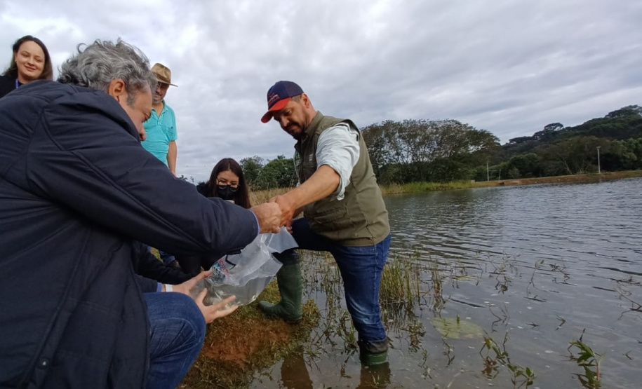Programa Rio Vivo contribui com repovoamento de 500 mil peixes nativos na RMC