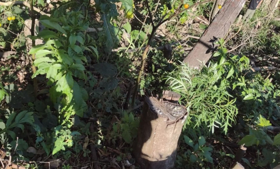 Fiscalização do IAT identifica 336 hectares de desmatamento e resulta em multas de R$2,33 milhões