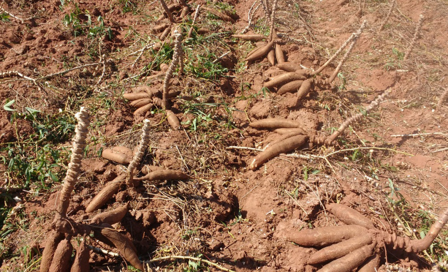 Novas tecnologias na produção de mandioca é tema de capacitação de técnicos do setor