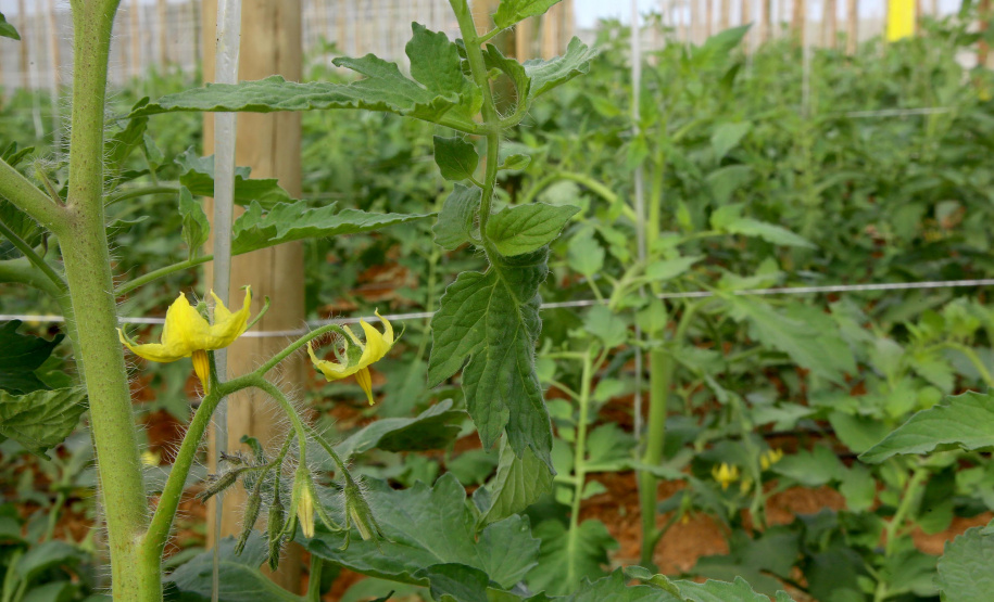 Geadas fracas não provocaram perdas expressivas na agricultura