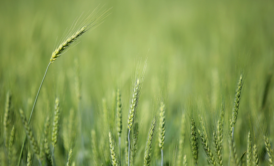 Geadas fracas não provocaram perdas expressivas na agricultura