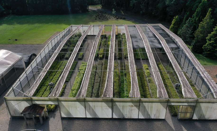 Viveiros do Paraná produzem mais de 100 espécies nativas do bioma Mata Atlântica