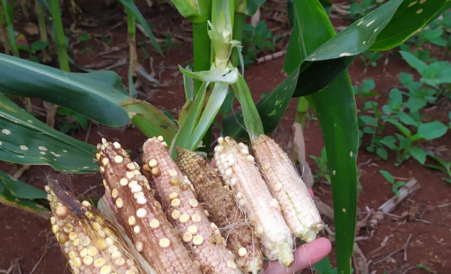 Adapar e Ministério da Agricultura monitoram praga que provoca perdas do milho no Paraná