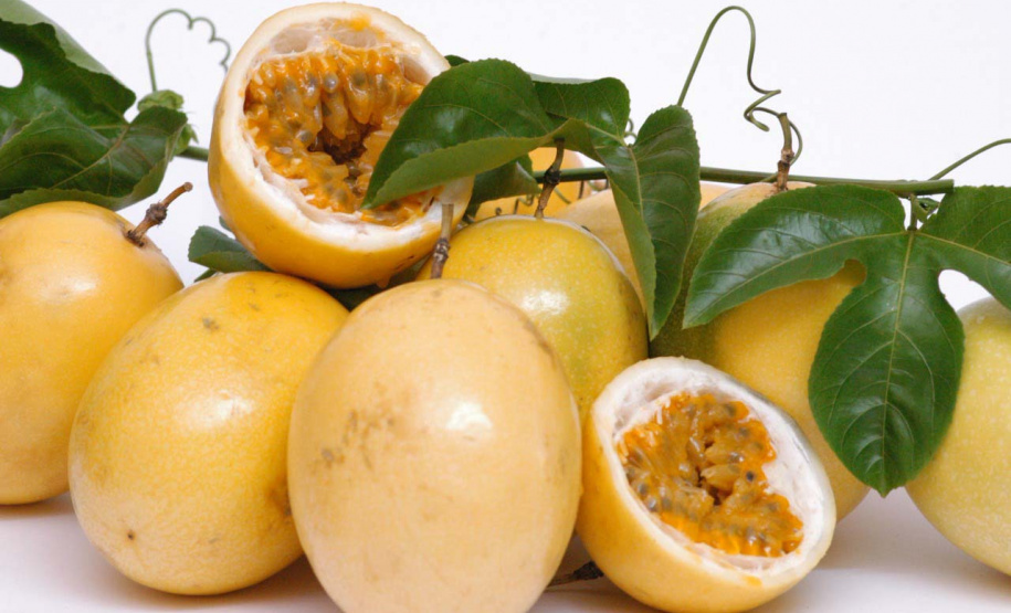 IDR-Paraná lança nova cultivar de maracujá em evento em Prudentópolis