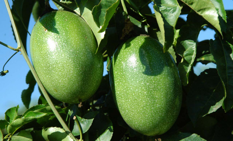 IDR-Paraná lança nova cultivar de maracujá em evento em Prudentópolis