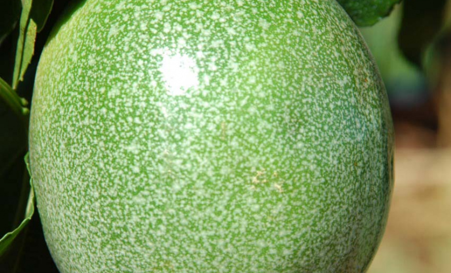 IDR-Paraná lança nova cultivar de maracujá em evento em Prudentópolis