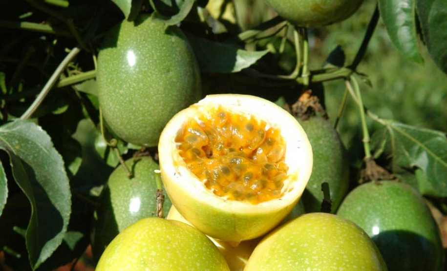 IDR-Paraná lança nova cultivar de maracujá em evento em Prudentópolis