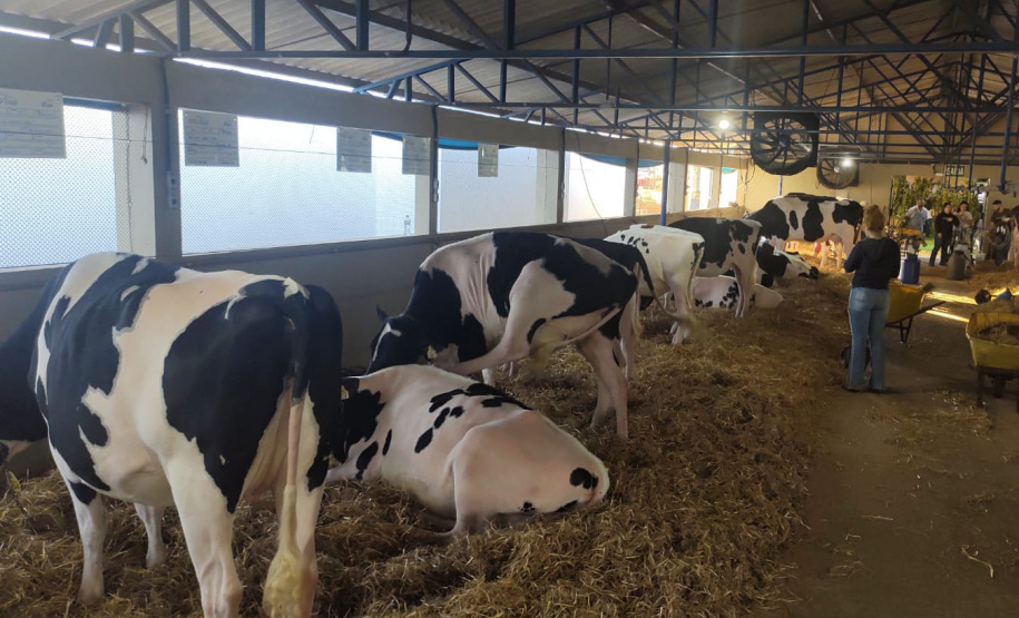 O vice-governador Darci Piana e o secretário de Estado da Agricultura e do Abastecimento, Norberto Ortigara, participaram nesta quinta-feira (12) da abertura da 15ª ExpoFrísia, no pavilhão do Parque Histórico de Carambeí, na região dos Campos Gerais -