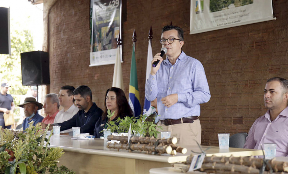 Parceria da UEM com a Embrapa dá origem a nova variedade de mandioca