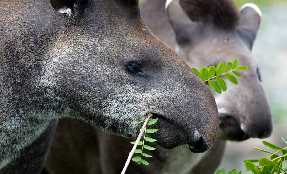 Paraná inicia atualização da Lista Estadual de Espécies de Fauna Silvestre Ameaçadas de Extinção