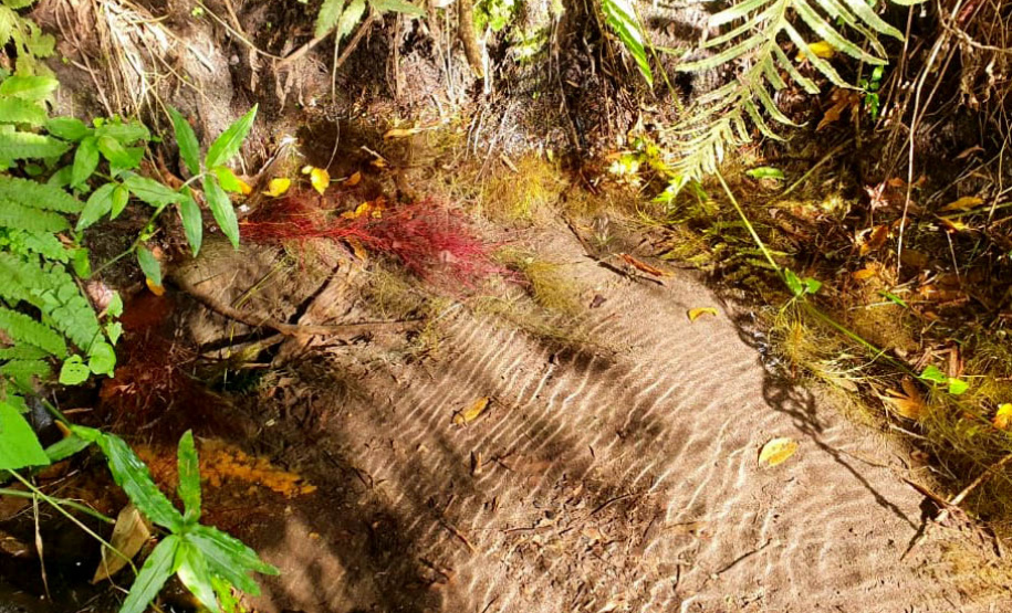 Estado promove formação de professores para o projeto de educação fiscal nas escolas