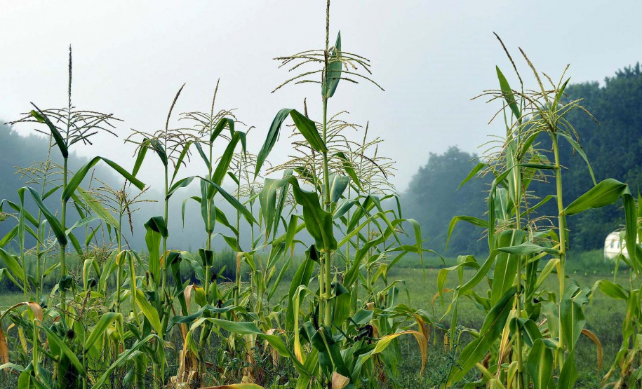 Com foco no milho, IDR-Paraná analisa reflexos do inverno na agricultura