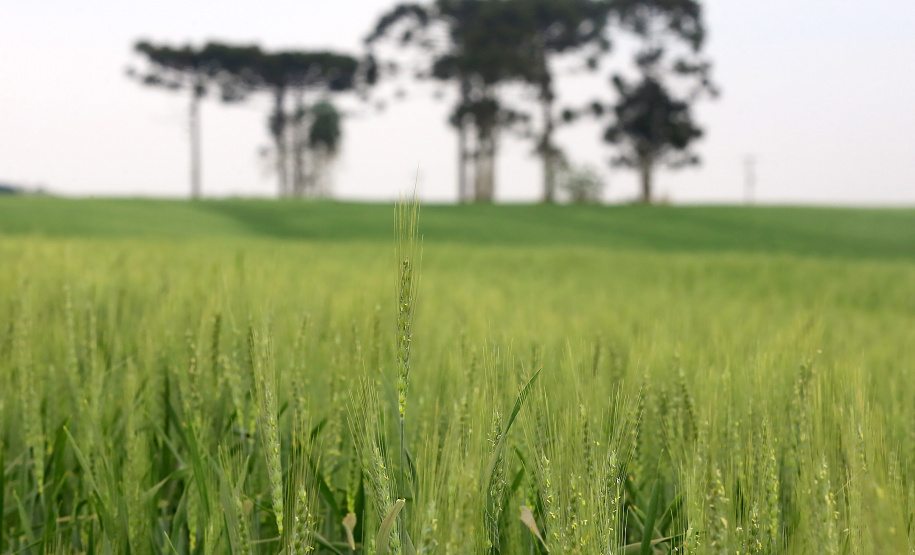 Líder na produção nacional, Paraná inicia plantio da cevada