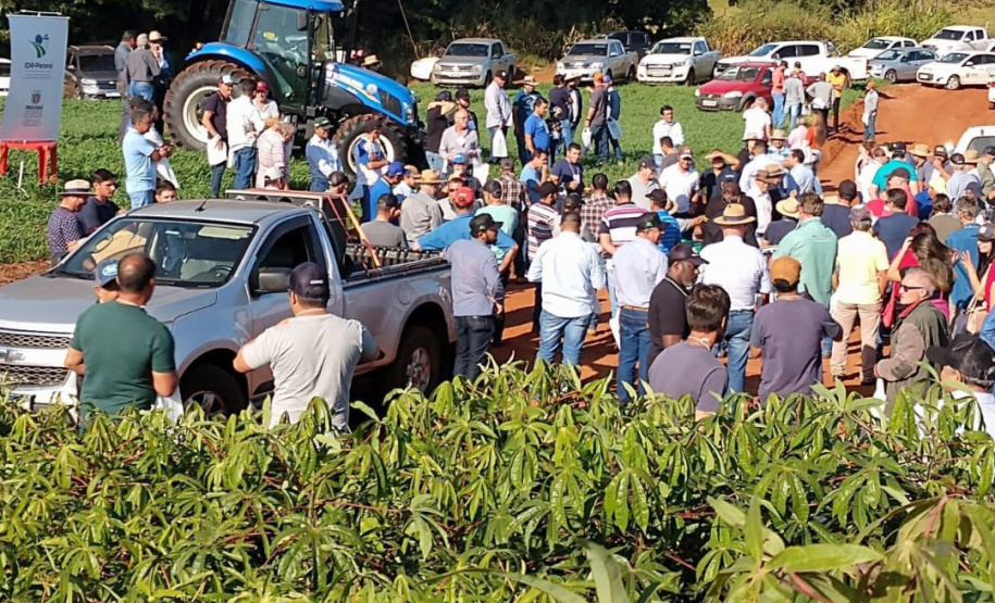 Dia de Campo do Projeto Mandioca Renda mostra resultados de cultivares