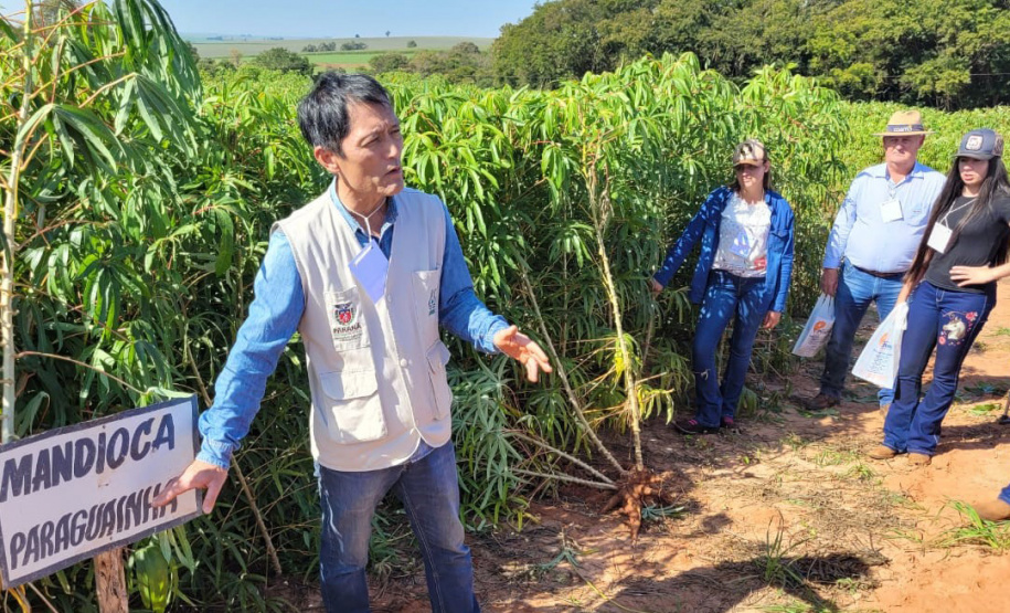 Dia de Campo do Projeto Mandioca Renda mostra resultados de cultivares