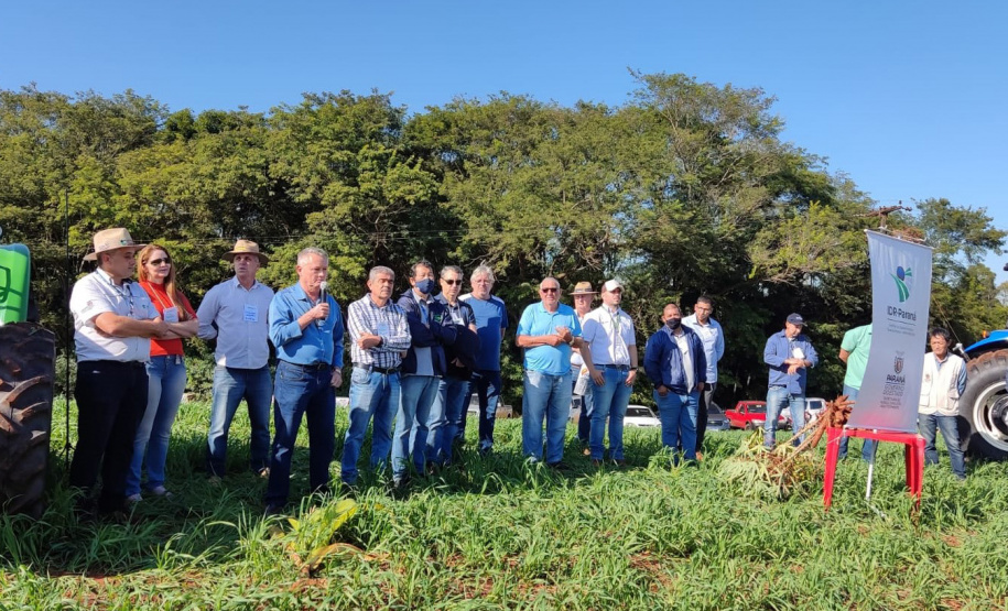 Dia de Campo do Projeto Mandioca Renda mostra resultados de cultivares