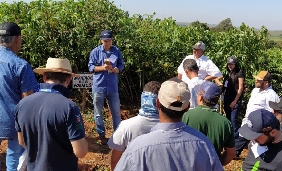Dia de Campo do Projeto Mandioca Renda mostra resultados de cultivares
