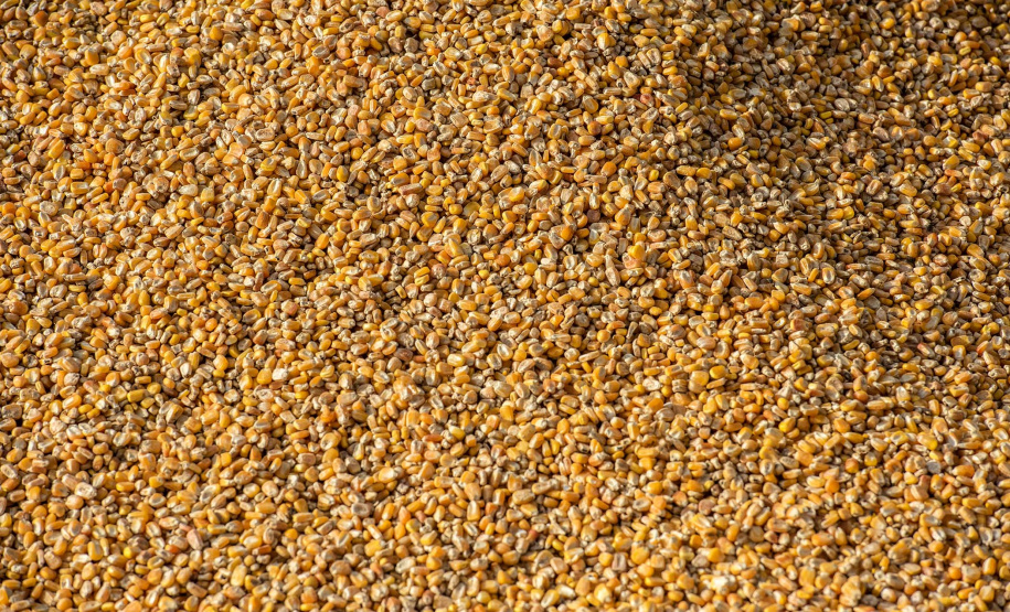 Exportação de milho a granel sobe 161% pelo Porto de Paranaguá