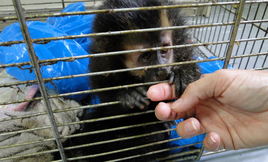 Semana do Meio Ambiente reúne estudantes em palestra sobre cuidado a animais silvestres