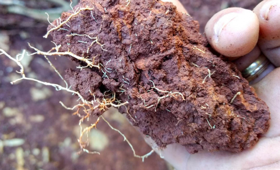 Estudo investiga mecanismos envolvidos na degradação do solo agrícola