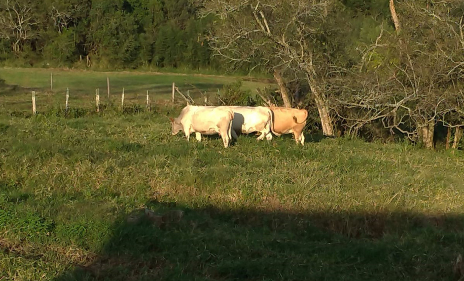 IDR-Paraná doa animais Purunã ao colégio agrícola de Palmeira