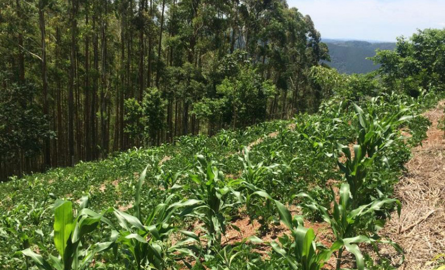 IDR-Paraná participa do maior evento agroecológico do país