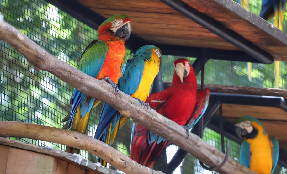 Semana do Meio Ambiente reúne estudantes em palestra sobre cuidado a animais silvestres -
