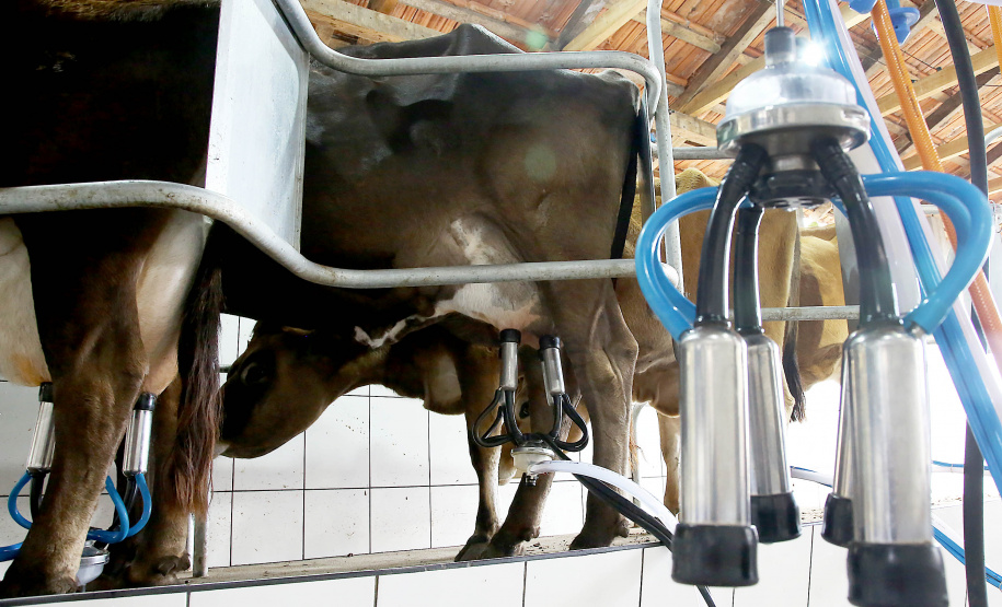 Custos de produção e clima elevam o preço do leite