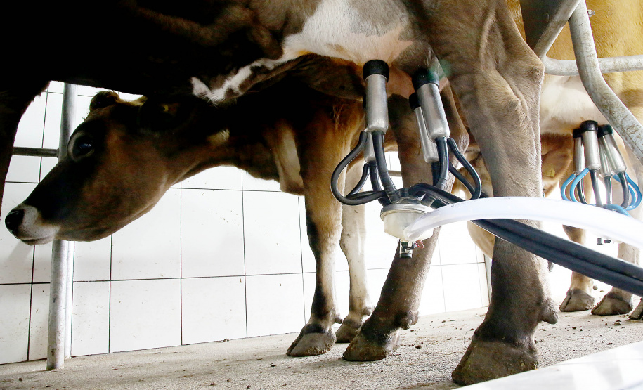 Custos de produção e clima elevam o preço do leite