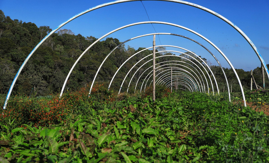 Projetos de transferência de renda para a agricultura familiar serão ampliados no Paraná